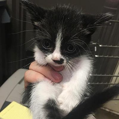 Tifa — Bryan Animal Center